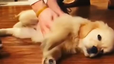 Cute dog is very lazy