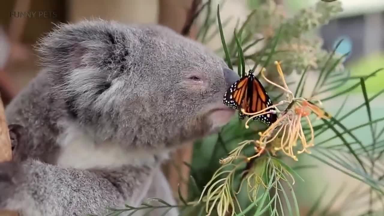 Cute Koalas Playing 🐨 Funny Koala Bears [Funny Pets]