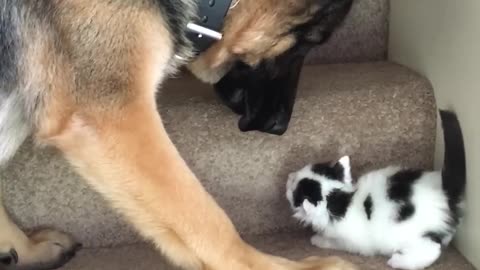 Dogs and cats funny video