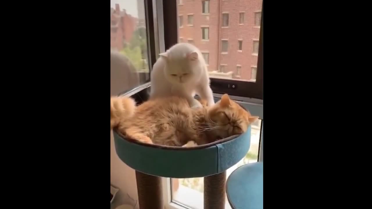 Cute cats compilation 1