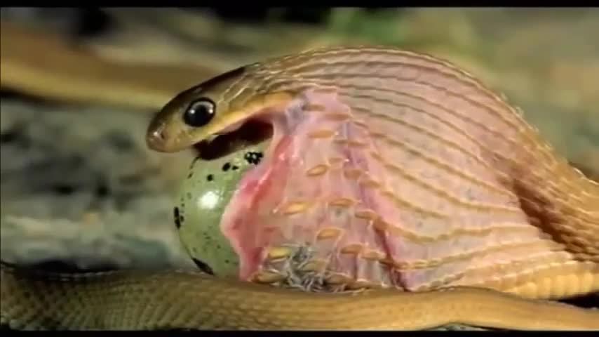 Cobra video, cobra funny video, animal video,wild cobra video,cobra egg, lenkasmnTec