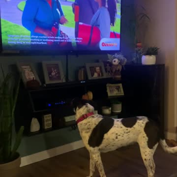 Lana - Needing A Furever Home 03