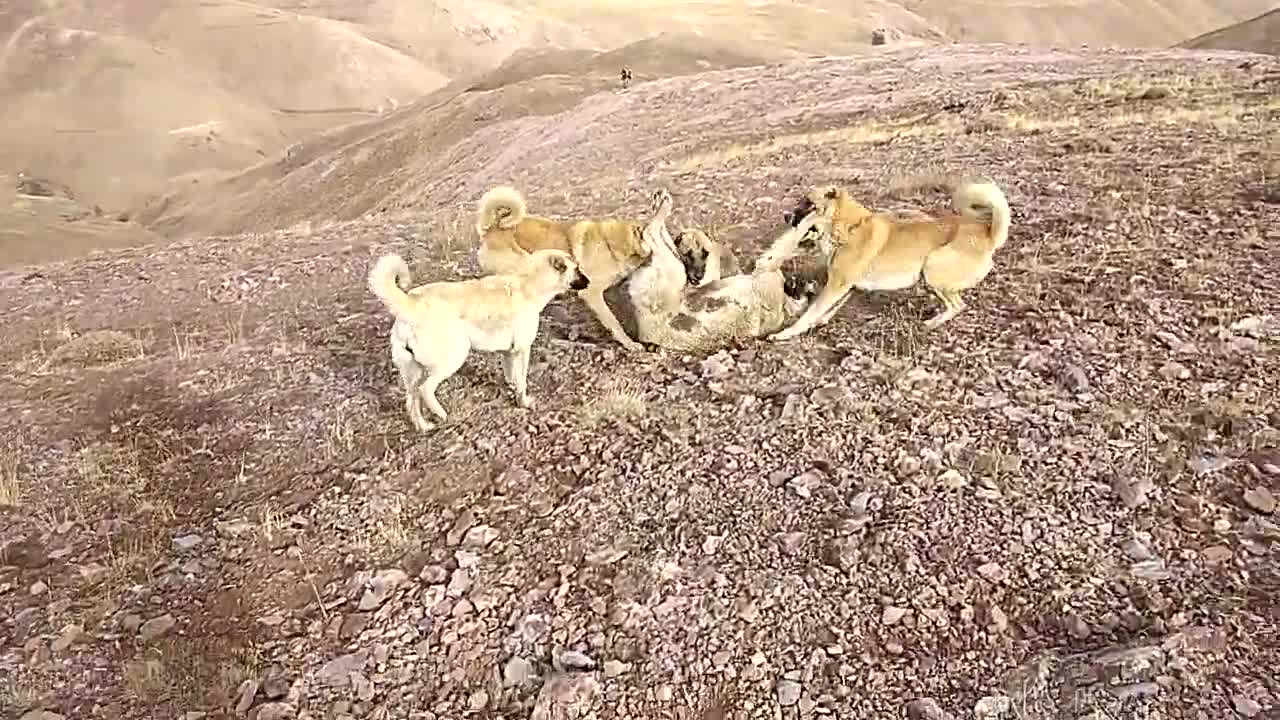 Paylaşçoban köpekleri dövüşü