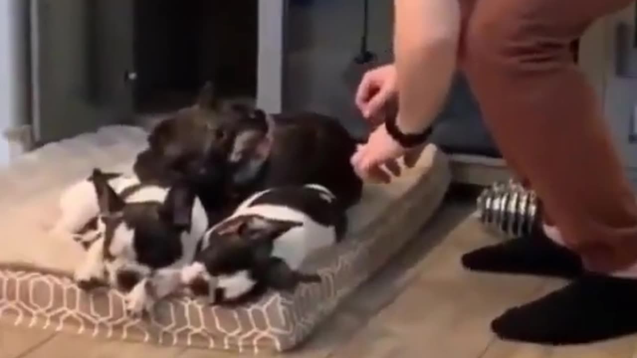 My naughty inosent puppy is doing their funny activities đđ