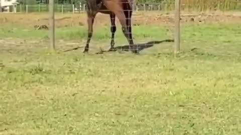 Funny Horse #Shorts