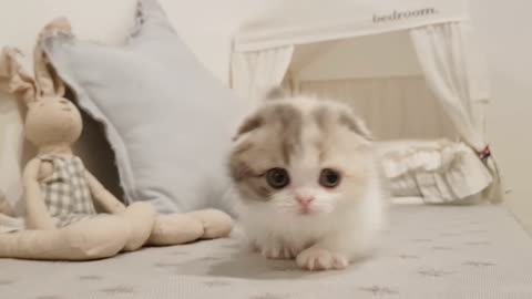 Adorable Kitten with Tiny Legs!