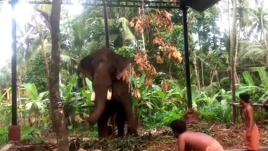 Elephant attack