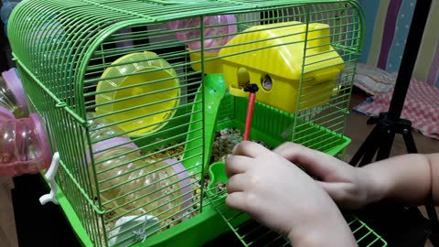 Sleepy hamster eating none wakes up.
