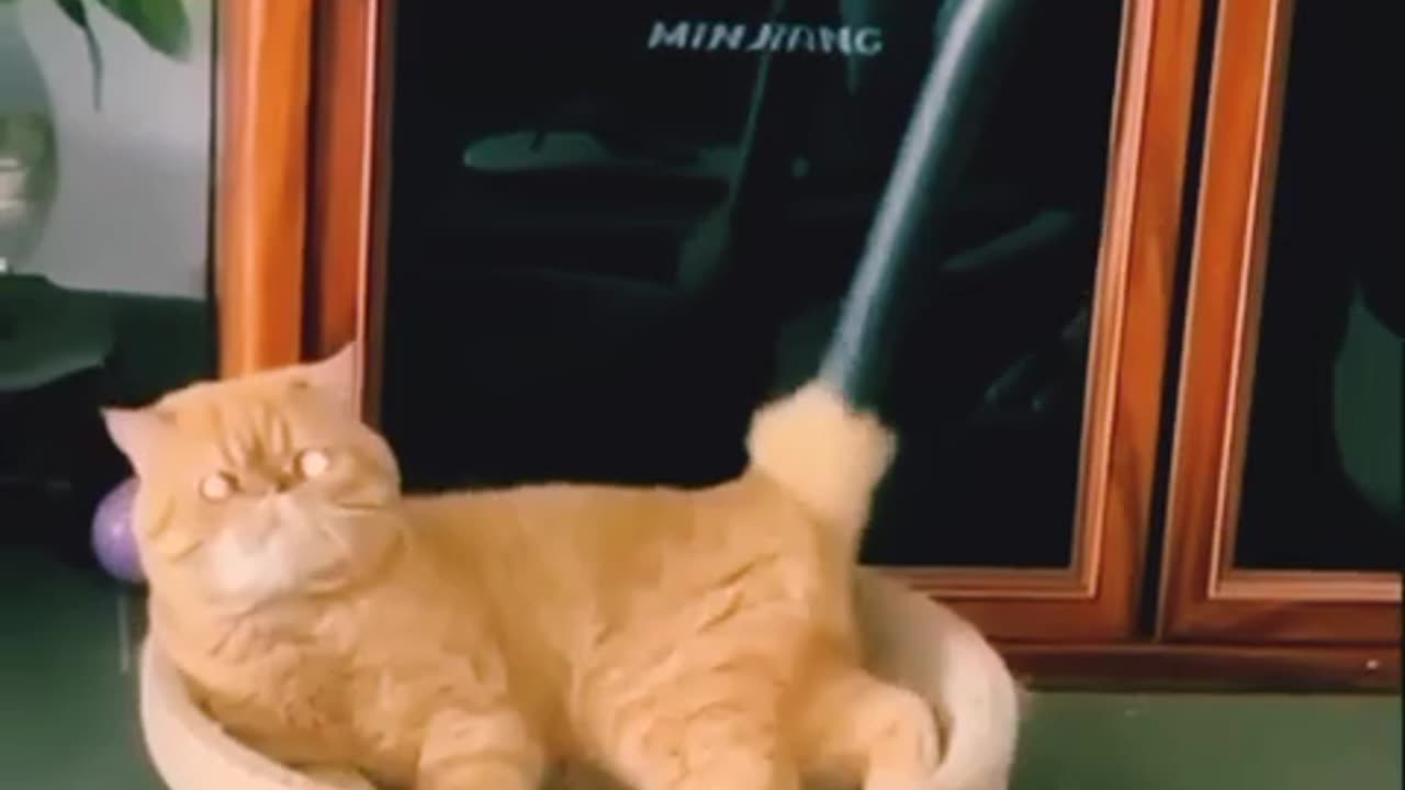 Cleaning cat through vacuum haha