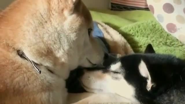 The two puppies lie down together