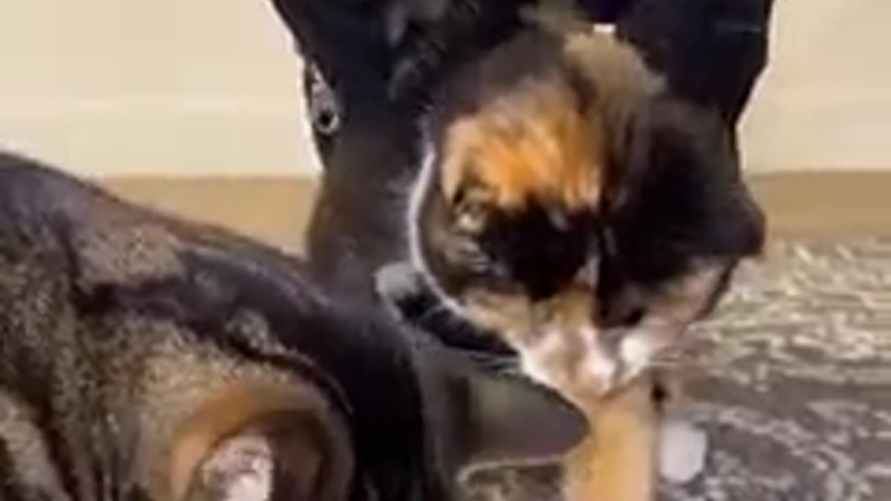 Steal the treats | Cute cats |