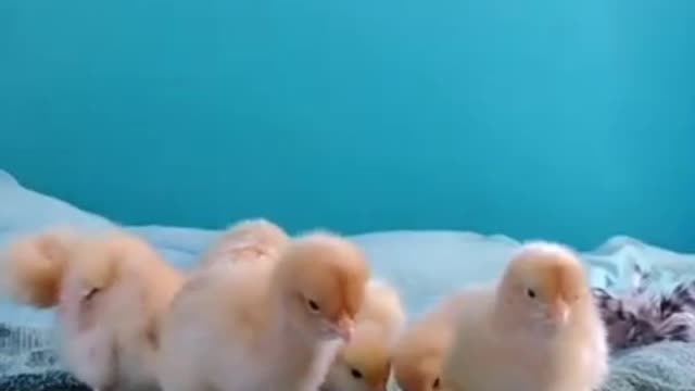 Baby Chicks