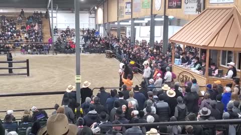 $100,000 Clydesdale Stallion at Topeka!