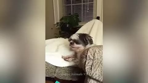 funny animal