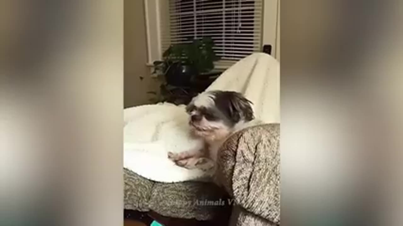 funny animal