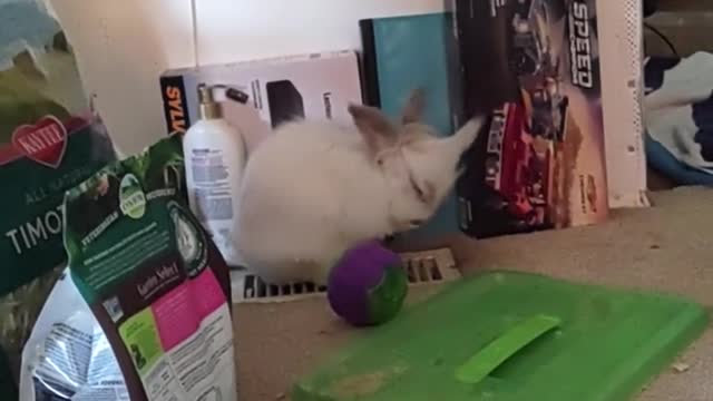 Bunny Gets a Blowout on AC Vent