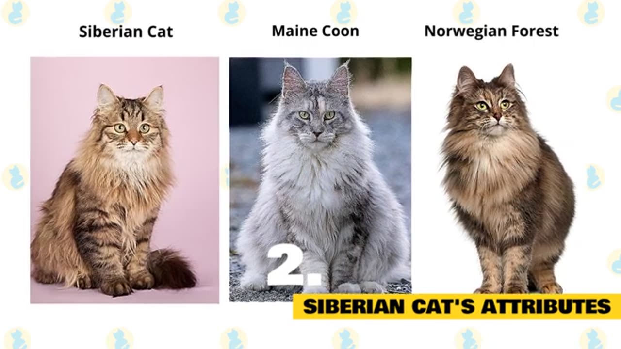 Siberian Cats Facts n Myths