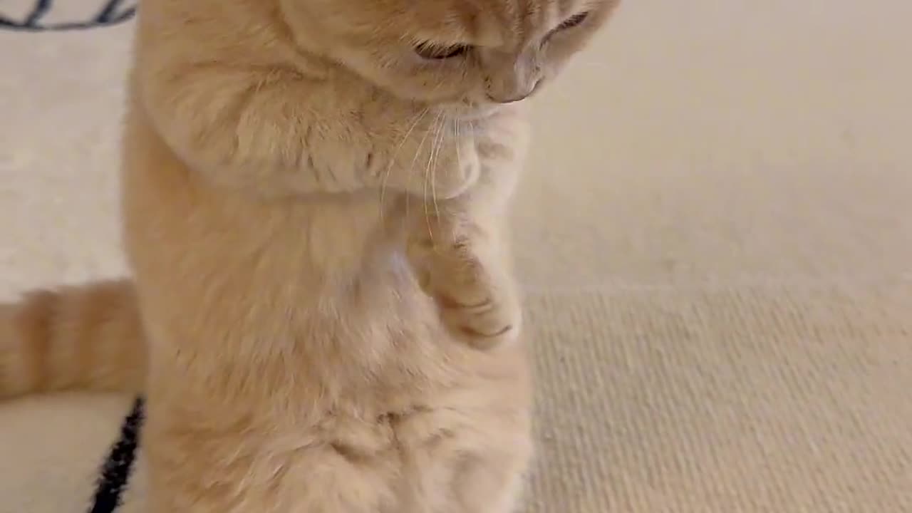 Cat videos