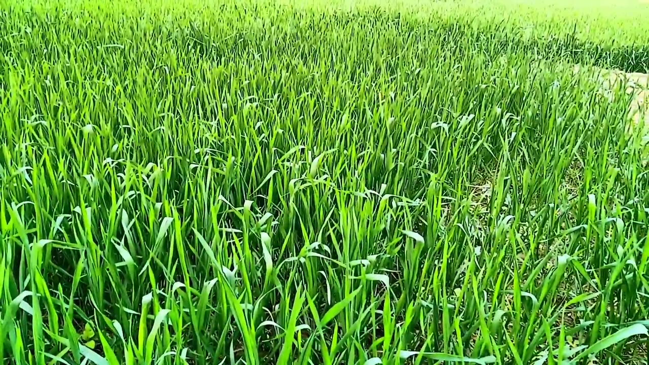 Natural scenery Of Indian Grass field - Best For farmers