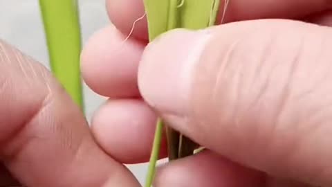Unique flower bouquet