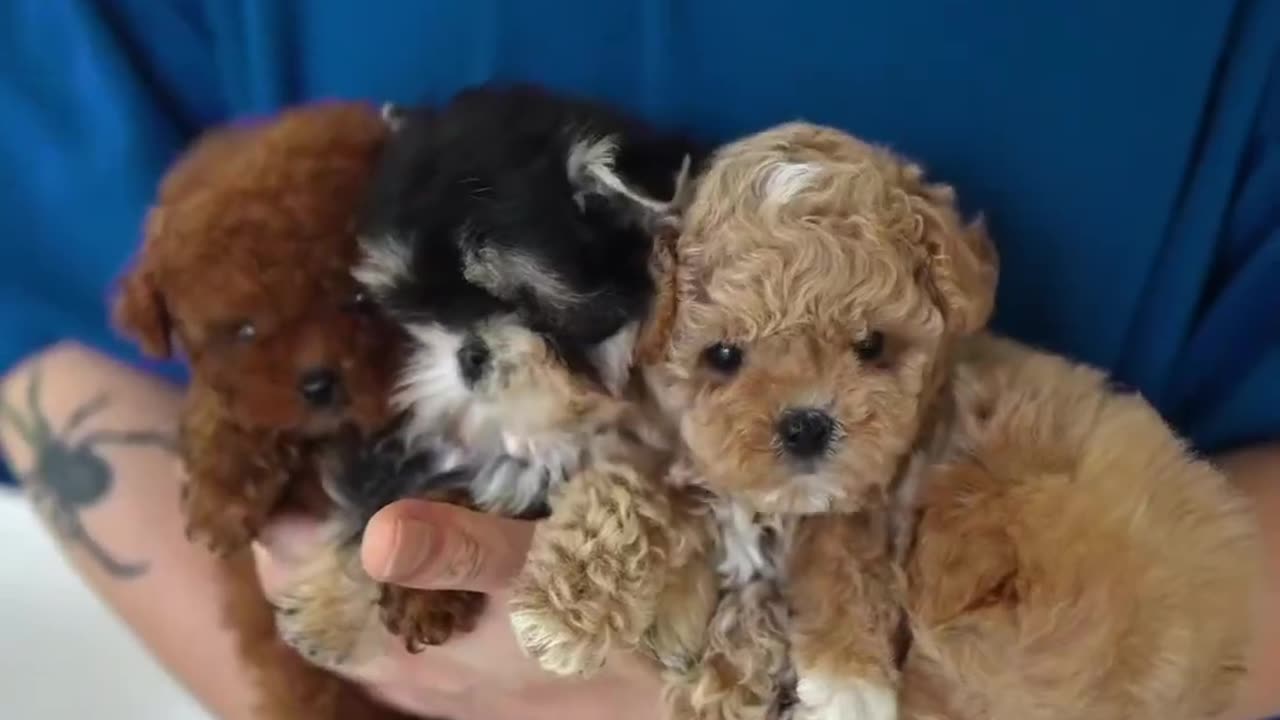 The Fluffiest Little Puffball Puppies