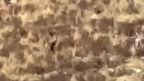 Bigfoot finally spotted out in the wild! Or was it a hunter?