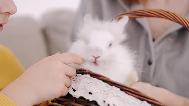 A Rabbit in a Woven Basket Licking a Kid's Finger