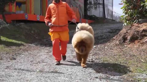 8 most dangerous dogs.