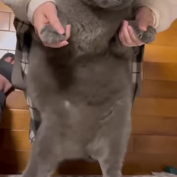 Episode 9| cute cats and dogs compilation video | cutest baby animals