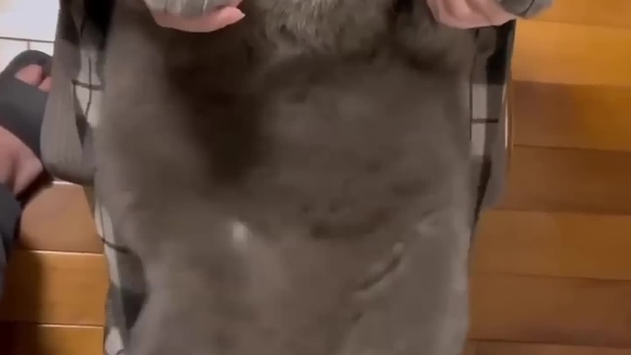 Episode 9| cute cats and dogs compilation video | cutest baby animals