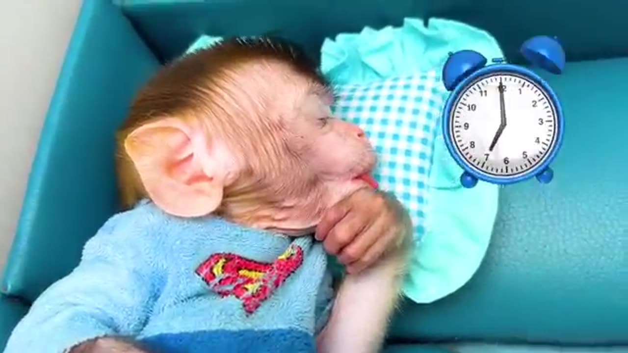 🙉🙊🙉🙊🐒🐒🙈🐒🐒🙊🙈🙉🙊🙊🐒🐒🐒🙊🙊🙉🙉🙈🐵🐵🙈🙉🐵🙈🙊🙊🐒🐒🙊🙉🙊🐒🙉🙈🙉🙊🙊🐒🙊🪷