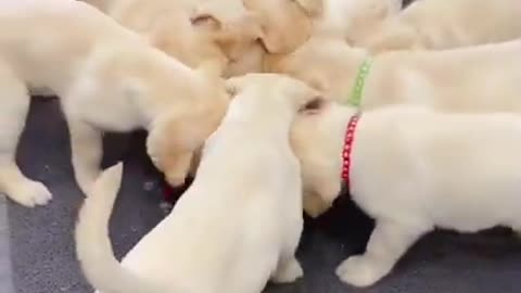 Baby dogs🐕 having launch together 😍