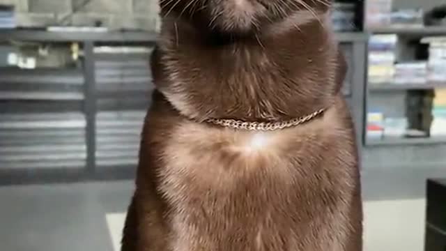 CAT beautiful