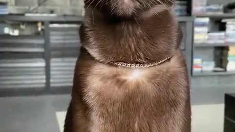CAT beautiful