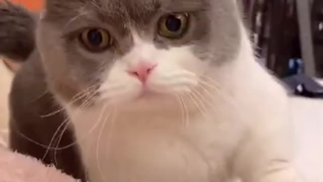 Cute Cats and Funny Animals Compilation 😹 Try Not To Laugh Challenge - Cute Cat 092