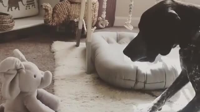 Peek A Boo - Live Reaction video for Peek A Boo Elephant Toy