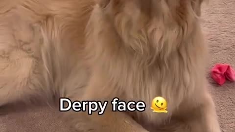 Hilarious Golden Retriever