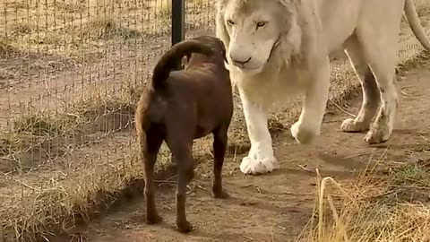 A lion greets a dog