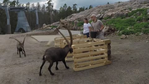 Cooperative feeding Ibex