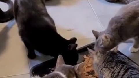 A group of cats after eating