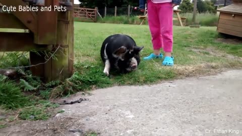 Funny video
