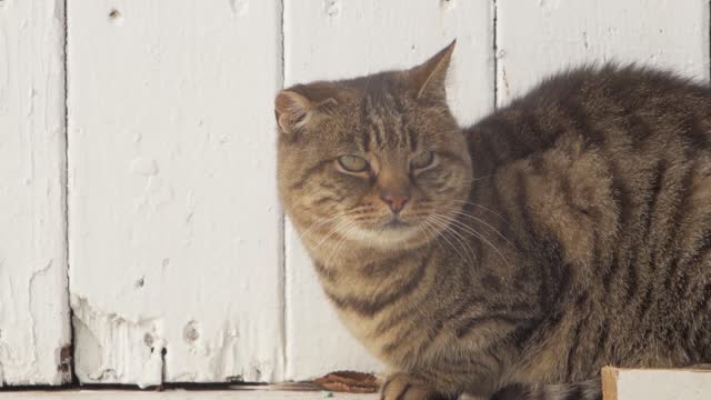 Big Angry Cat