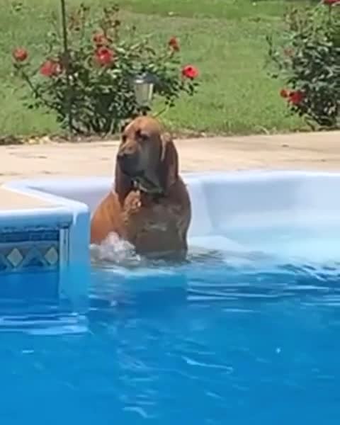 THERE ARE TWO TYPE OF DOGGOS.mp4