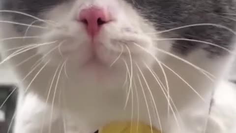 Funny Cats and Dogs - Funny Animal #1