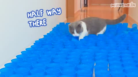 Do Cats Like Ball Pits? | Compilation