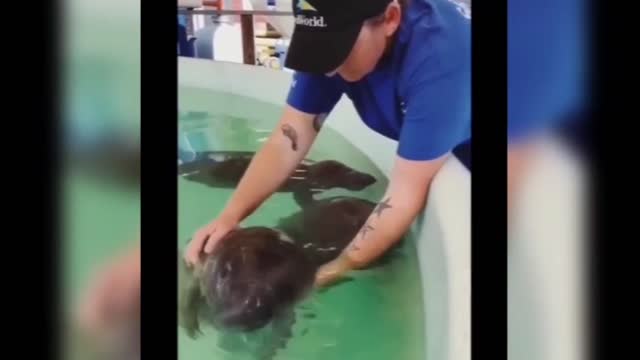 Fur seals are kept as children; It's fun.