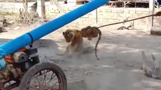 Dog prank - look at the tiger mannequin......xixixi😄😄😄!!!