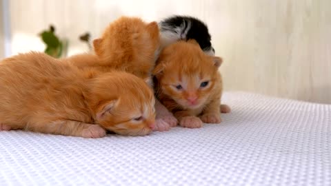 Newborn kittens cool
