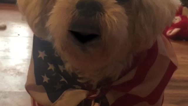 Patriot Loulou aka Louis news 🗞 Happy Birthday PRESIDENT TRUMP FROM PATRIOTS