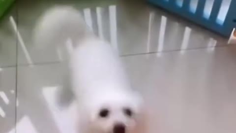 Funny 🤣 dog dog dance